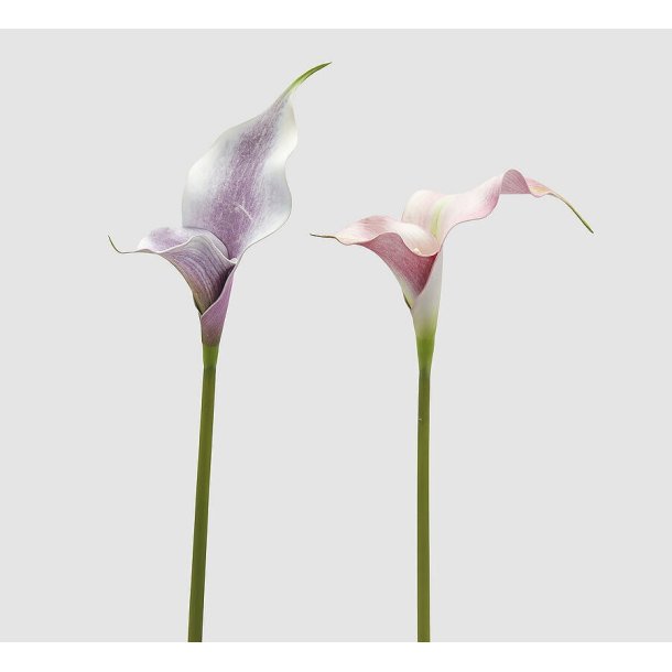 Calla doppia ass. H 75 cm