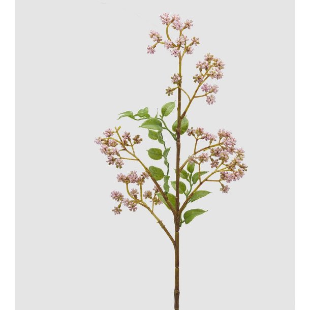Osmanto pink h 65 cm
