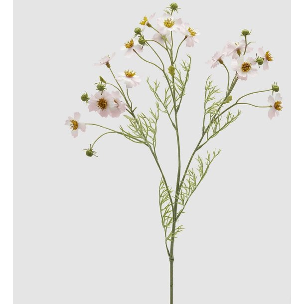 Cosmos pale pink H 65 cm