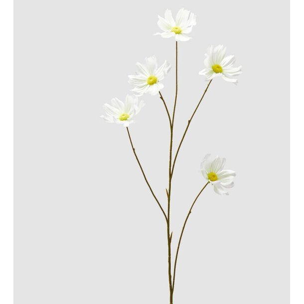 Cosmos white 110 cm