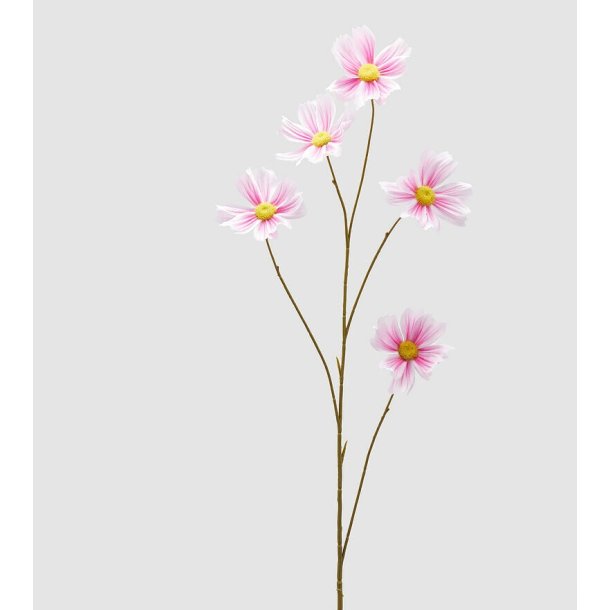 Cosmos pink H 110 cm