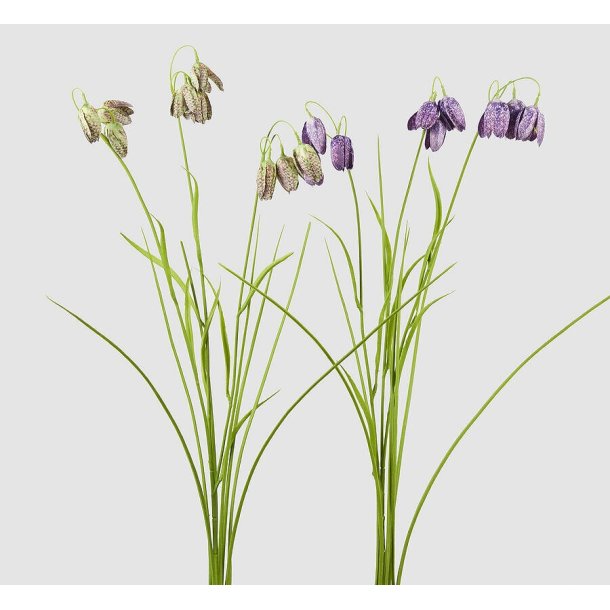 Fritillaria ass. violet mix H 80 cm