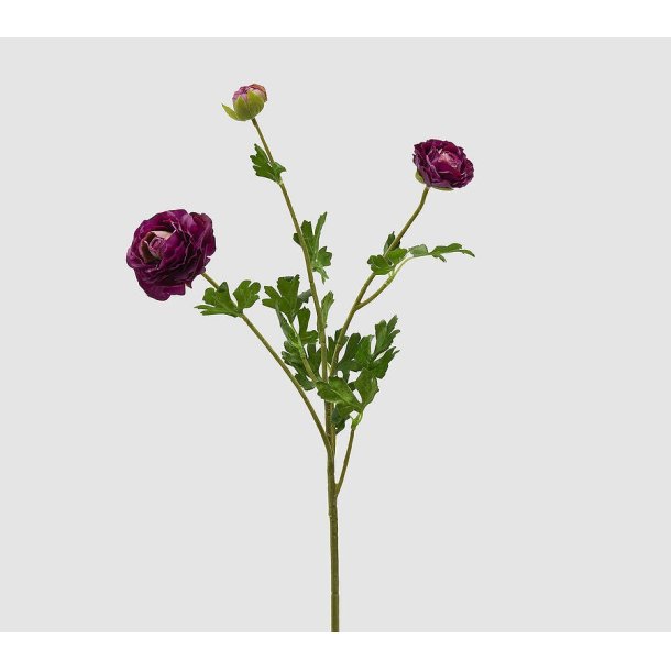 Ranuncolo purple H 66 cm