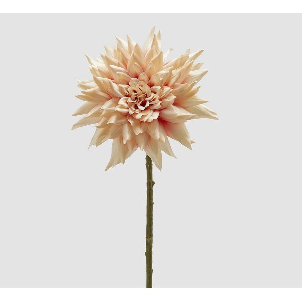 Dalia Rosy peach H 65 cm