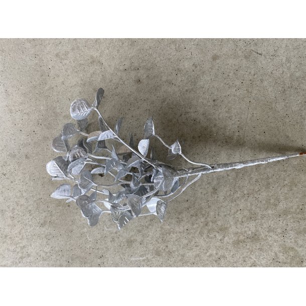 Mini Eucalyptus Platin 