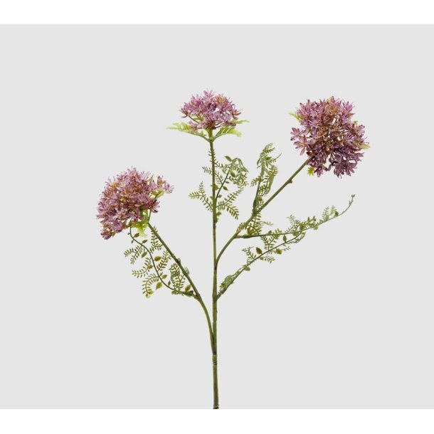 Erigonium violet H 73 cm