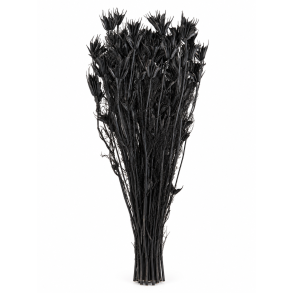 Nigella Oreintalis Sort