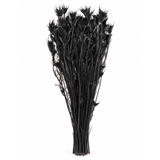 Nigella Oreintalis Sort