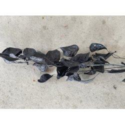 Lunaria Sort, 100 gr. 