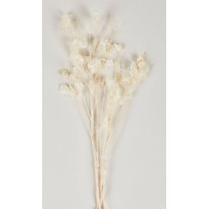 Lunaria Hvid, 100 gr.  