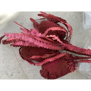 Banksia Bordo 3 stk. 