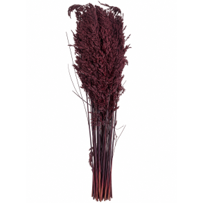 Ampelodesma Pflaume, 500 gr. 