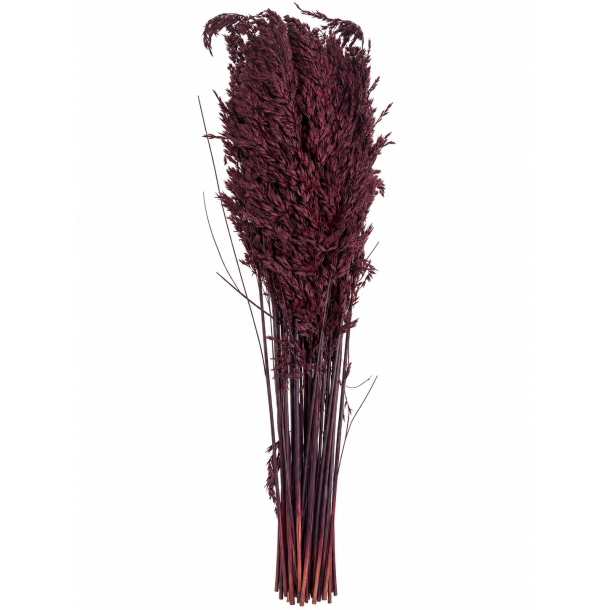 Ampelodesma Pflaume, 500 gr. 