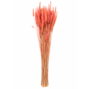 Phleum Warm gr�/rosa