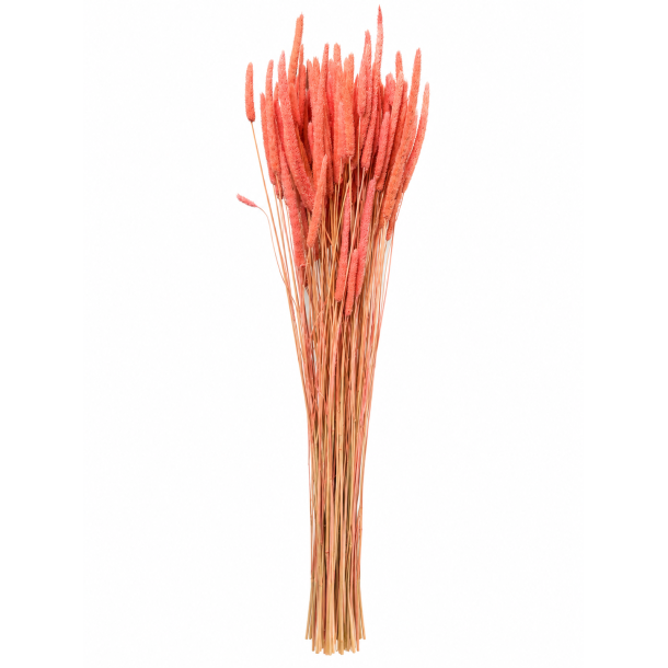 Phleum Warm gr�/rosa