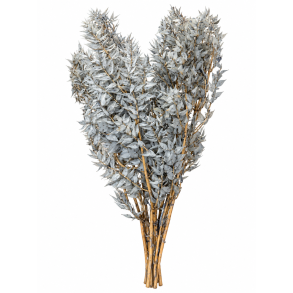 Ruscus hell grau