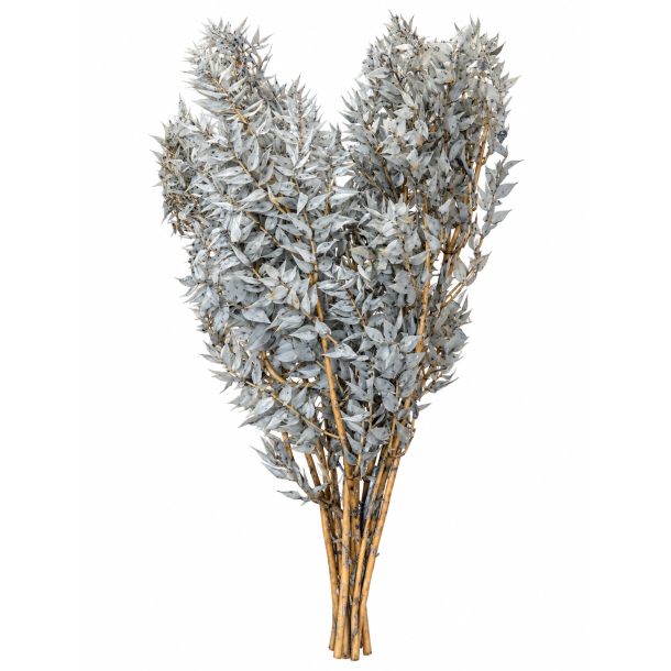 Ruscus hell grau
