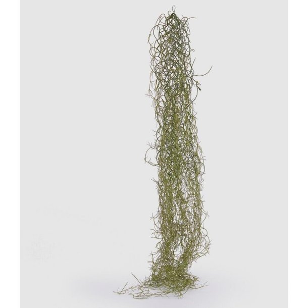 Tillandsia bell L 115 cm