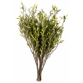 Bladgren 50 cm