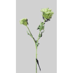 Queen Ann Lace 70 cm 