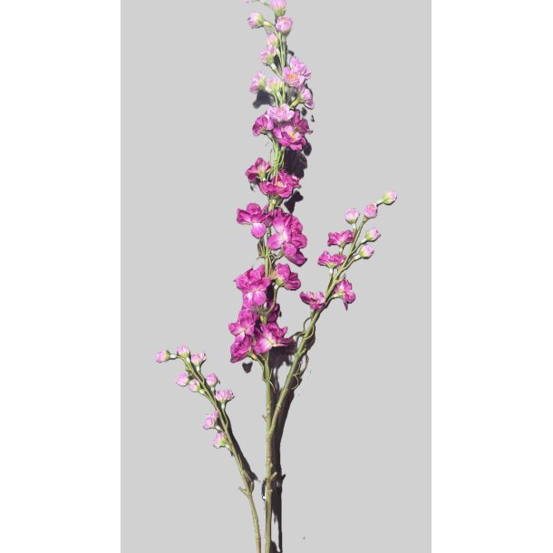 Delphinium erika 87 cm