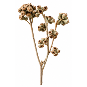 Ambernut Gr�n 15+ r, 20 gren