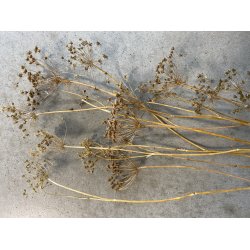 Ombrellifera Schlamm