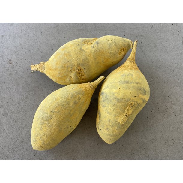 Baobab Medium Yellow 5 stk