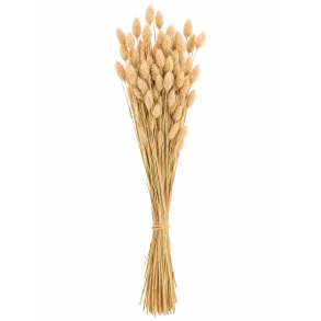 Poa Naturgr�n