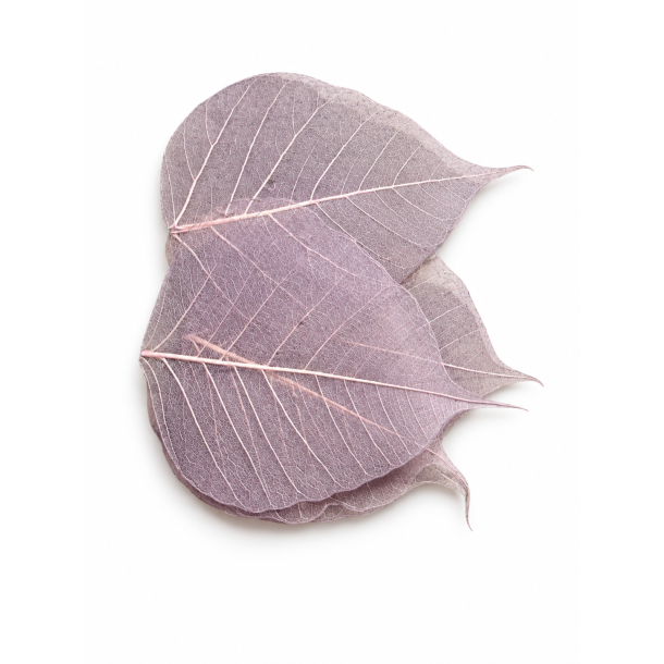 Skelteton Blad Warming Grau, 200 stk. 
