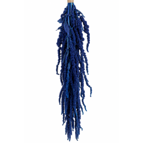 Amaranthus Midnatsbl� 