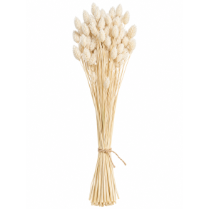 Poa Hvid, 100 gr. 