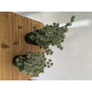 Mini Cedertr i pot 20 cm ( WH002)