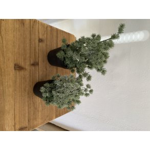 Mini Cedertr stvet i pot 28 cm  WH002)
