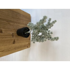 Sne mini ceder 34 cm (WH001)