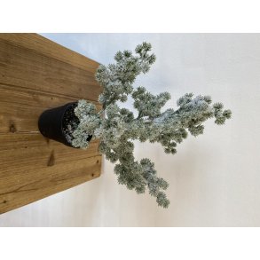 Sne Mini Cedertr 40 cm (WH001)