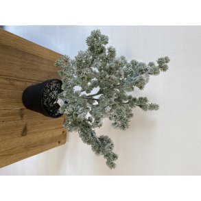 Sne Mini Cedertr 45 cm (WH001)