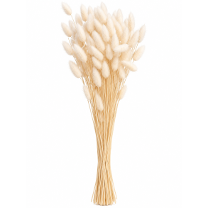 Lagurus Hvid, 100 gr.  