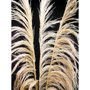 UWA Cortadeira Hvid, pr. stk