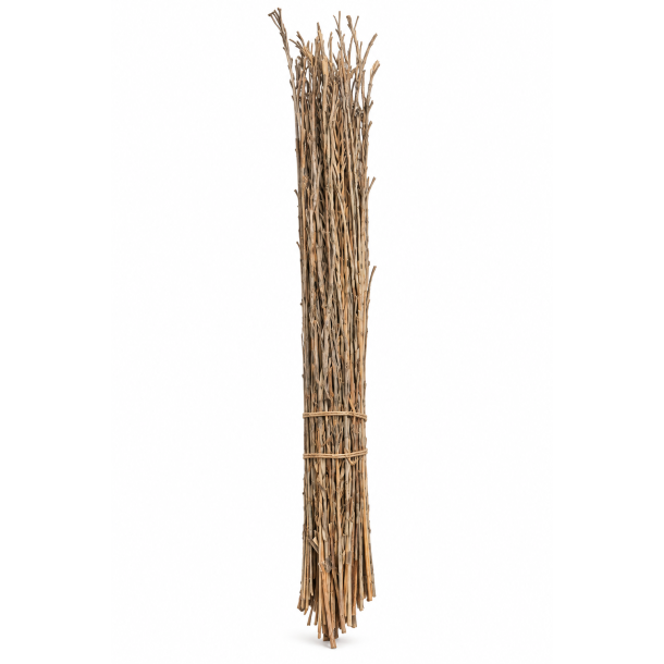 Date Jhat Cut 100 cm, 12 stk. 