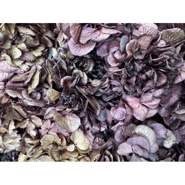Hortensia Pflaume