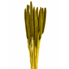 Balaba Verde Oliva, 20 stk.