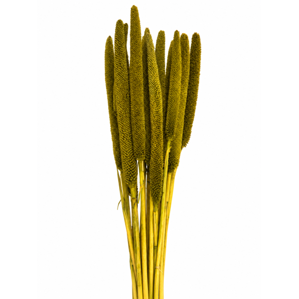 Balaba Verde Oliva, 20 stk.