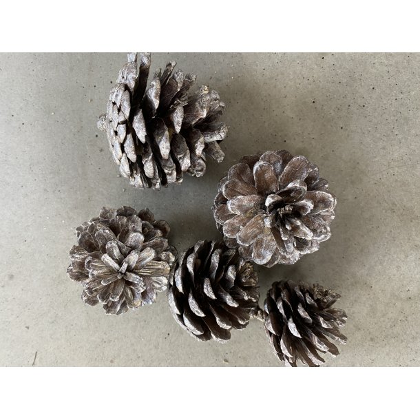  Pine Cone Platin Wash 1 kg