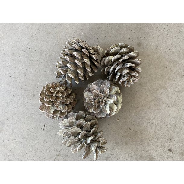 Pine Cone Frosted Green 1 kg