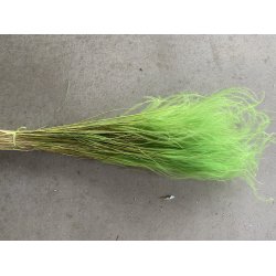 Stypa Pena, Apple Green 