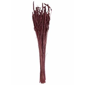Dactalus Bl�violet 