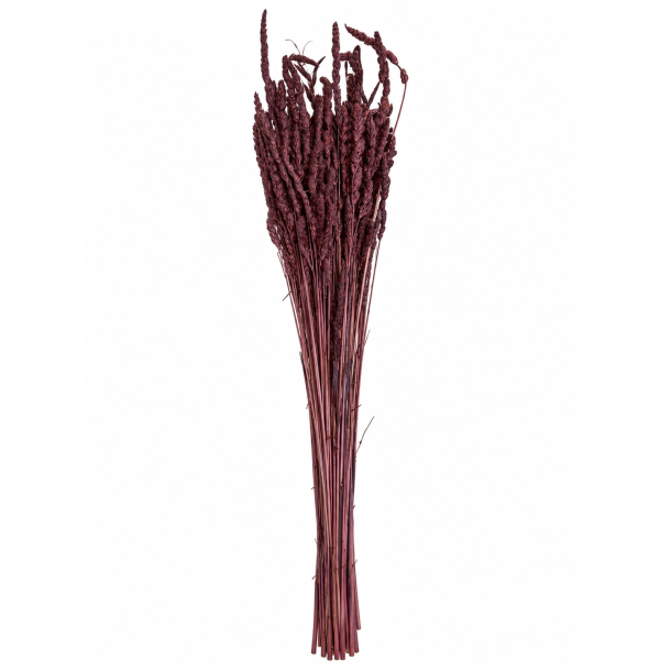 Dactalus Bl�violet 