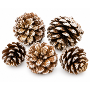  Pine Cone Platin Wash 1 kg