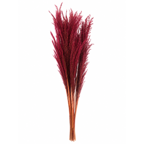 Fluffy silver grass 10 stk. Bordeaux